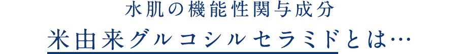 水肌の機能性関与成分　米由来グルコシルセラミドとは…