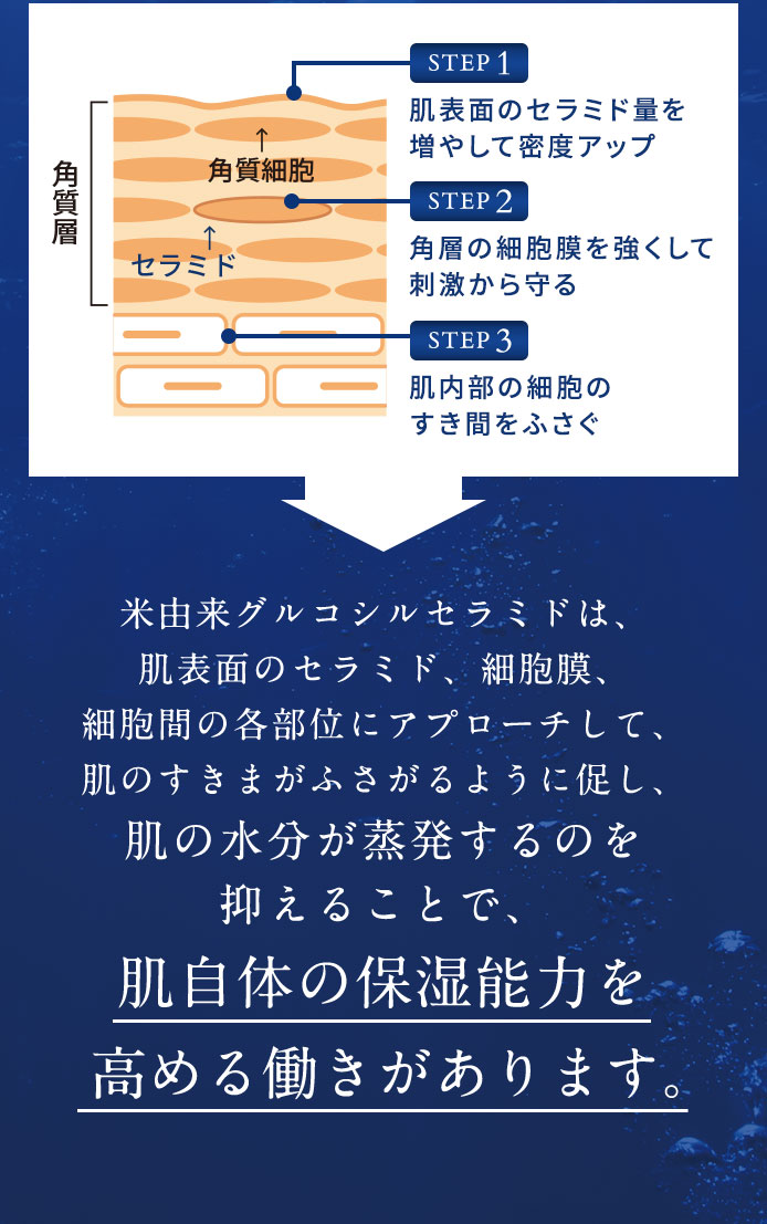 米由来グルコシルセラミドは、肌表面のセラミド、細胞膜、細胞間の各部位にアプローチして、肌のすきまがふさがるように促し、肌の水分が蒸発するのを抑えることで肌自体の保湿能力を高める働きがあります。